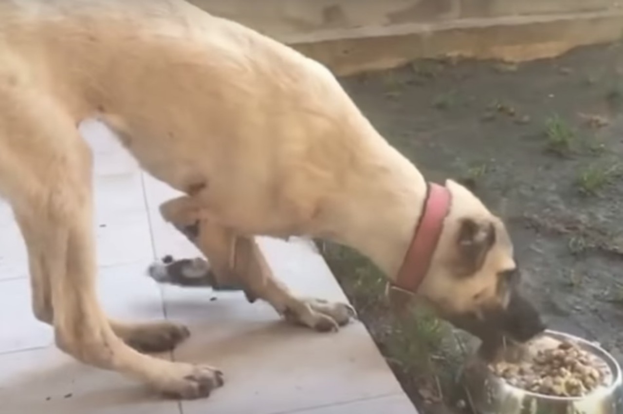 Cane travolto in un incidente