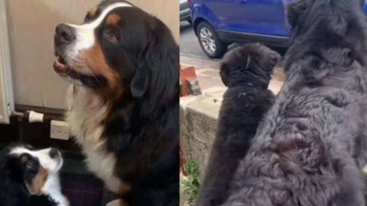 Cucciolo di Bovaro del Bernese imita il fratello