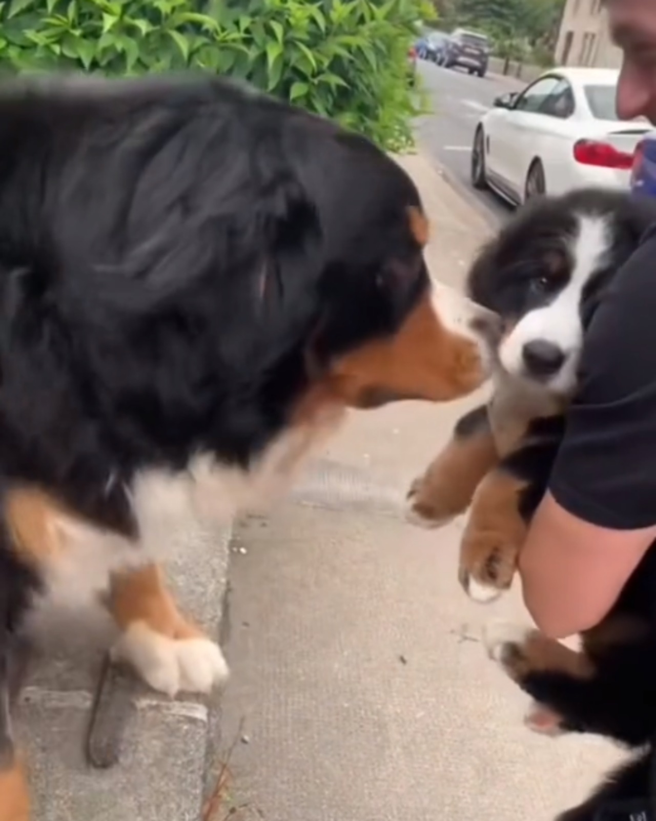 Cucciolo di Bovaro del Bernese imita il fratello