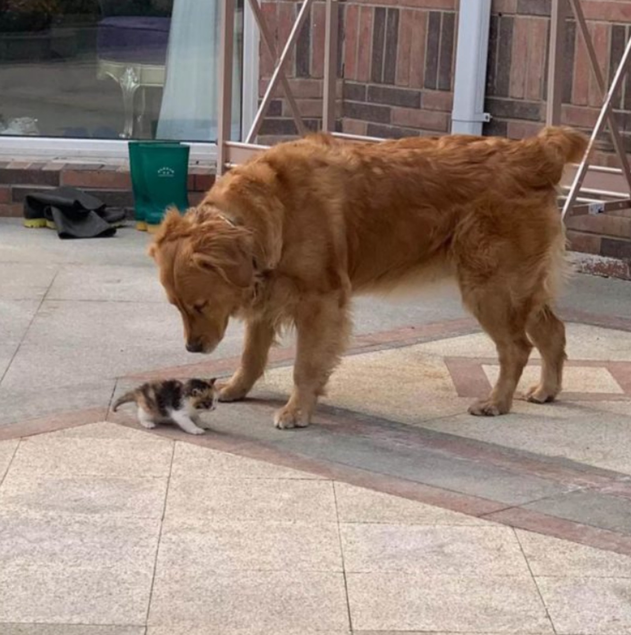 Due cani accolgono un gattino