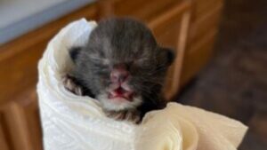 La rinascita del gattino nero: dopo il recupero, il suo splendido mantello torna a brillare