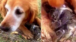 Golden Retriever nasconde degli amichetti tra le zampe: la dolce scoperta della proprietaria