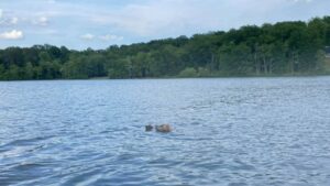 Eroe a quattro zampe: Goldendoodle si getta in un lago per salvare un cerbiatto