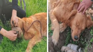 Una mamma cane scava e riporta alla luce i suoi cuccioli perduti con tenacia e amore (VIDEO)