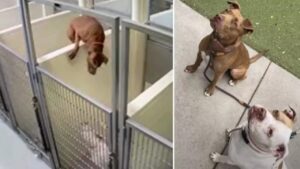 Divisa dalla sua migliore amica solo da un muretto così la cagnolina trova il coraggio di scavalcarlo