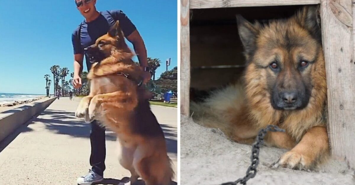 Il cane liberato dopo anni di catene scopre l'oceano per la prima volta ...