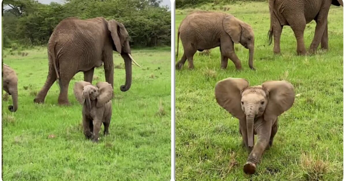 Cucciolo di elefante protegge la mamma da un fotografo curioso (VIDEO)