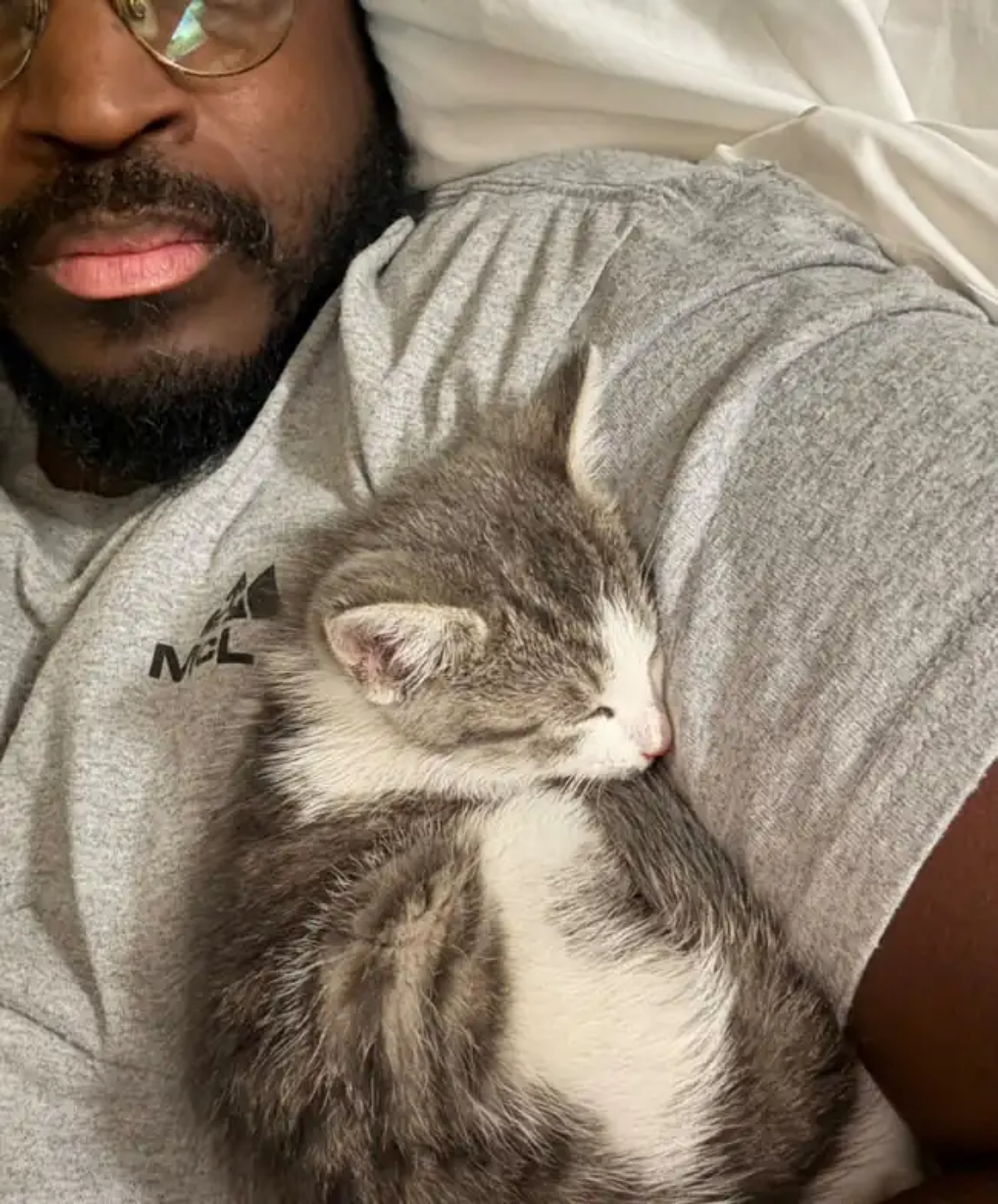 gatto